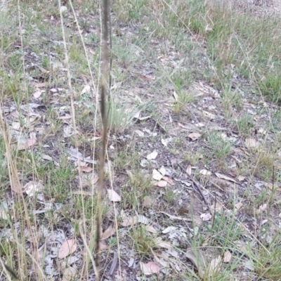 Sporobolus creber (Slender Rat's Tail Grass) at Isaacs Ridge and Nearby - 10 Mar 2019 by Mike