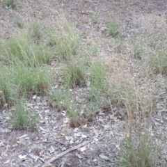 Eragrostis curvula (African Lovegrass) at Isaacs Ridge - 10 Mar 2019 by Mike