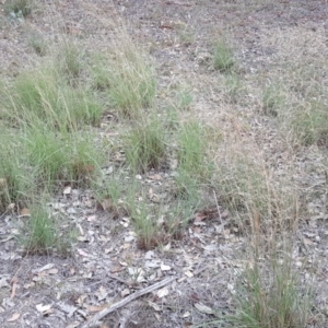 Eragrostis curvula at Isaacs Ridge - 10 Mar 2019