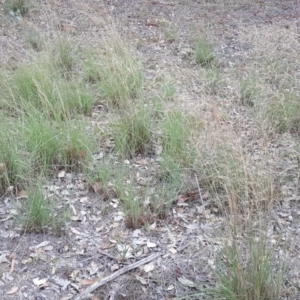 Eragrostis curvula at Isaacs Ridge - 10 Mar 2019 06:15 PM