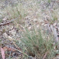 Eragrostis curvula at Isaacs Ridge - 10 Mar 2019