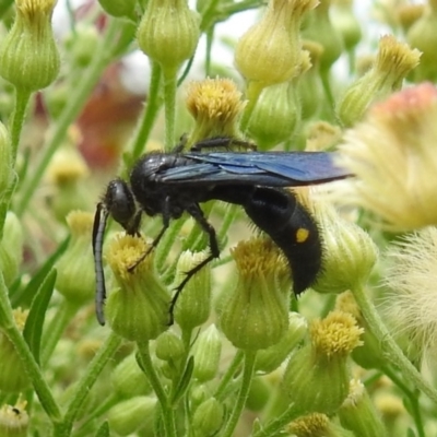 Australelis anthracina (Flower wasp) at Pialligo, ACT - 9 Mar 2019 by HelenCross