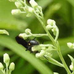 Laeviscolia frontalis at Pialligo, ACT - 9 Mar 2019 12:50 PM