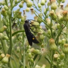 Laeviscolia frontalis at Pialligo, ACT - 9 Mar 2019 12:50 PM