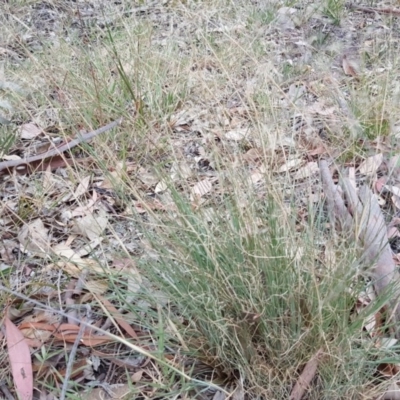 Eragrostis curvula (African Lovegrass) at Isaacs Ridge and Nearby - 10 Mar 2019 by Mike