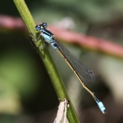 Ischnura heterosticta (Common Bluetail Damselfly) at Paddys River, ACT - 10 Mar 2019 by HarveyPerkins