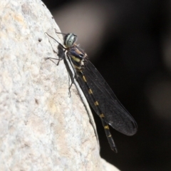 Cordulephya pygmaea (Common Shutwing) at Paddys River, ACT - 10 Mar 2019 by HarveyPerkins