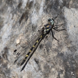 Cordulephya pygmaea at Paddys River, ACT - 10 Mar 2019 11:47 AM