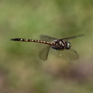 Hemicordulia australiae at Paddys River, ACT - 10 Mar 2019 11:49 AM