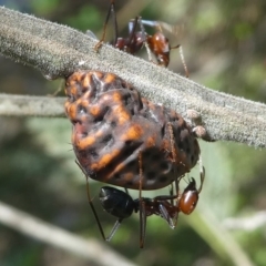 Icerya acaciae (Acacia mealy bug) at Paddys River, ACT - 10 Mar 2019 by HarveyPerkins