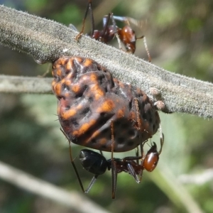 Iridomyrmex purpureus at Paddys River, ACT - 10 Mar 2019 12:00 PM