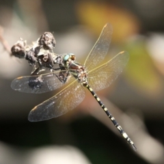 Synthemis eustalacta (Swamp Tigertail) at Paddys River, ACT - 10 Mar 2019 by HarveyPerkins