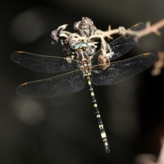 Synthemis eustalacta at Paddys River, ACT - 10 Mar 2019 12:11 PM