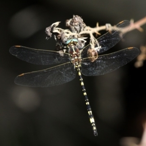 Synthemis eustalacta at Paddys River, ACT - 10 Mar 2019 12:11 PM