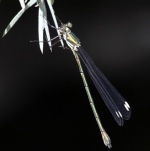 Synlestes weyersii at Paddys River, ACT - 10 Mar 2019 12:17 PM