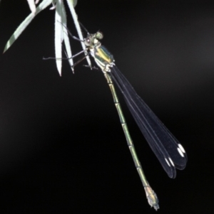 Synlestes weyersii at Paddys River, ACT - 10 Mar 2019