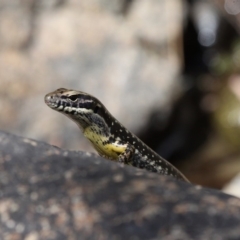 Eulamprus heatwolei (Yellow-bellied Water Skink) at Paddys River, ACT - 10 Mar 2019 by HarveyPerkins