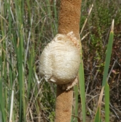 Mantidae (family) (Egg case of praying mantis) at Uriarra Village, ACT - 10 Mar 2019 by HarveyPerkins