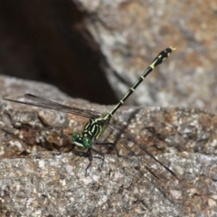 Austrogomphus ochraceus (Jade Hunter) at Cotter Reserve - 10 Mar 2019 by HarveyPerkins