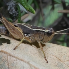 Phaulacridium vittatum (Wingless Grasshopper) at Kambah, ACT - 10 Mar 2019 by HarveyPerkins