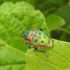 Scutiphora pedicellata (Metallic Jewel Bug) at Pialligo, ACT - 9 Mar 2019 by HelenCross