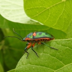 Scutiphora pedicellata at Pialligo, ACT - 9 Mar 2019