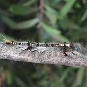 Porela delineata at Kambah, ACT - 10 Mar 2019