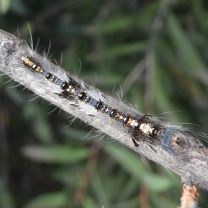 Porela delineata at Kambah, ACT - 10 Mar 2019 04:31 PM