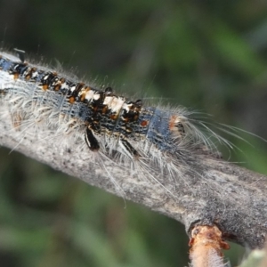 Porela delineata at Kambah, ACT - 10 Mar 2019