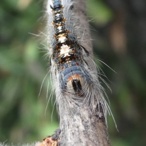 Porela delineata at Kambah, ACT - 10 Mar 2019