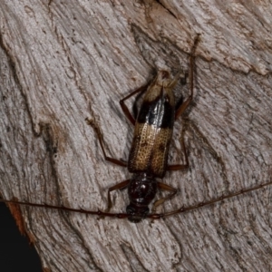 Phoracantha recurva at Kioloa, NSW - 10 Mar 2019