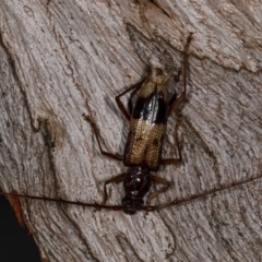 Unidentified Longhorn beetle (Cerambycidae) (TBC) at Kioloa, NSW - 10 Mar 2019 by DerekC