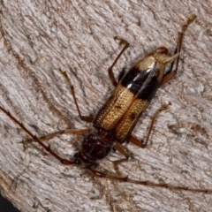 Phoracantha recurva at Kioloa, NSW - 10 Mar 2019