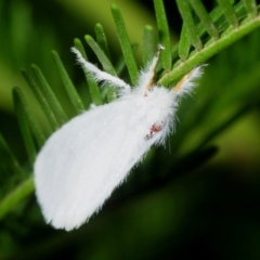 Lymantriinae (subfamily) (Unidentified tussock moths) at The Pinnacle - 8 Mar 2019 by Harrisi