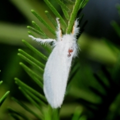 Lymantriinae (subfamily) at Weetangera, ACT - 8 Mar 2019