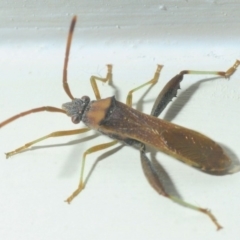 Melanacanthus scutellaris (Small brown bean bug) at Belconnen, ACT - 3 Mar 2019 by Harrisi