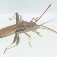 Melanacanthus scutellaris at Belconnen, ACT - 3 Mar 2019