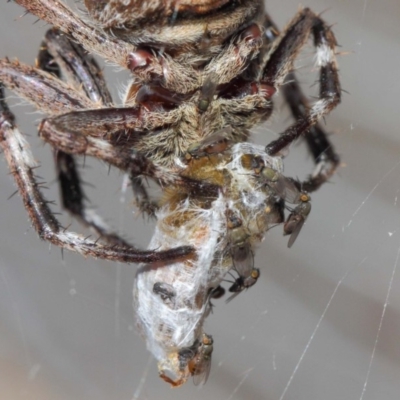 Milichiidae (family) (Freeloader fly) at Hackett, ACT - 9 Mar 2019 by TimL