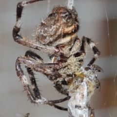 Milichiidae (family) at Hackett, ACT - 9 Mar 2019