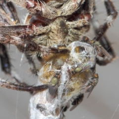 Milichiidae (family) at Hackett, ACT - 9 Mar 2019