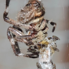 Milichiidae (family) at Hackett, ACT - 9 Mar 2019 12:52 PM