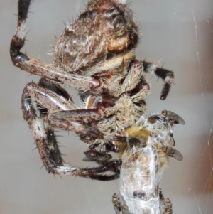 Milichiidae (family) at Hackett, ACT - 9 Mar 2019