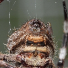 Milichiidae (family) at Hackett, ACT - 9 Mar 2019 12:52 PM