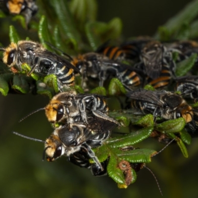 Lipotriches (Austronomia) australica at Murramarang National Park - 10 Mar 2019 by DerekC