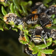 Lipotriches (Austronomia) australica at Cockwhy, NSW - 10 Mar 2019 05:30 PM