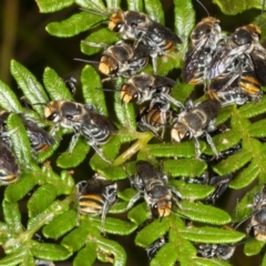 Lipotriches (Austronomia) australica at Cockwhy, NSW - 10 Mar 2019