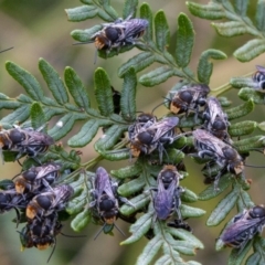 Lipotriches (Austronomia) australica at Cockwhy, NSW - 10 Mar 2019