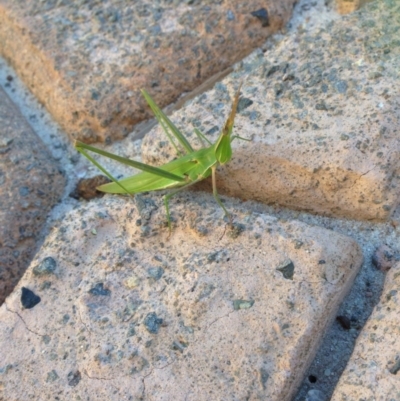 Acrida conica (Giant green slantface) at Amaroo, ACT - 10 Mar 2019 by Naomi