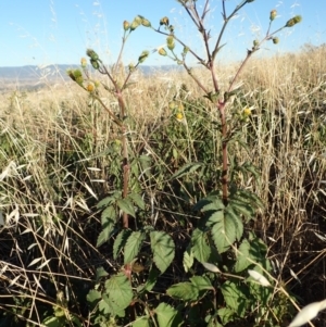 Bidens pilosa at Cook, ACT - 11 Mar 2019