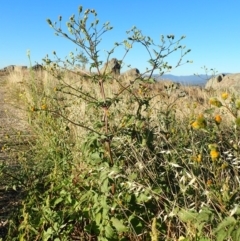 Bidens pilosa at Cook, ACT - 11 Mar 2019 07:56 AM